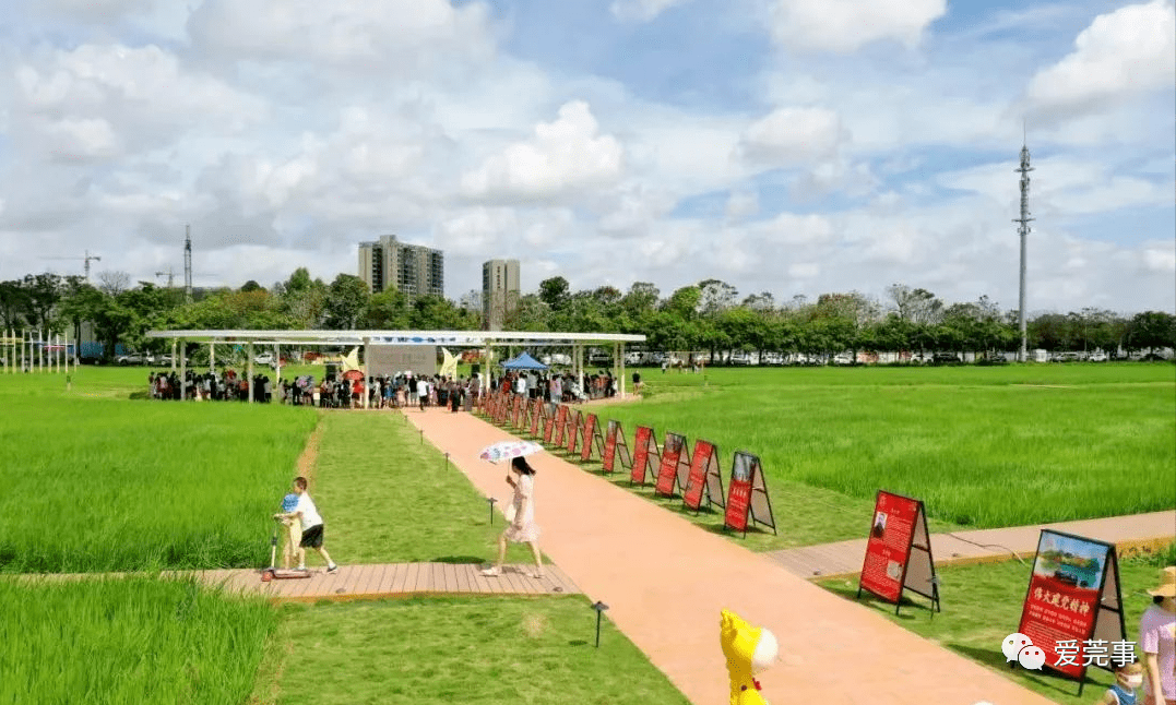 東莞首個稻田農耕文化主題兒童公園落地東坑