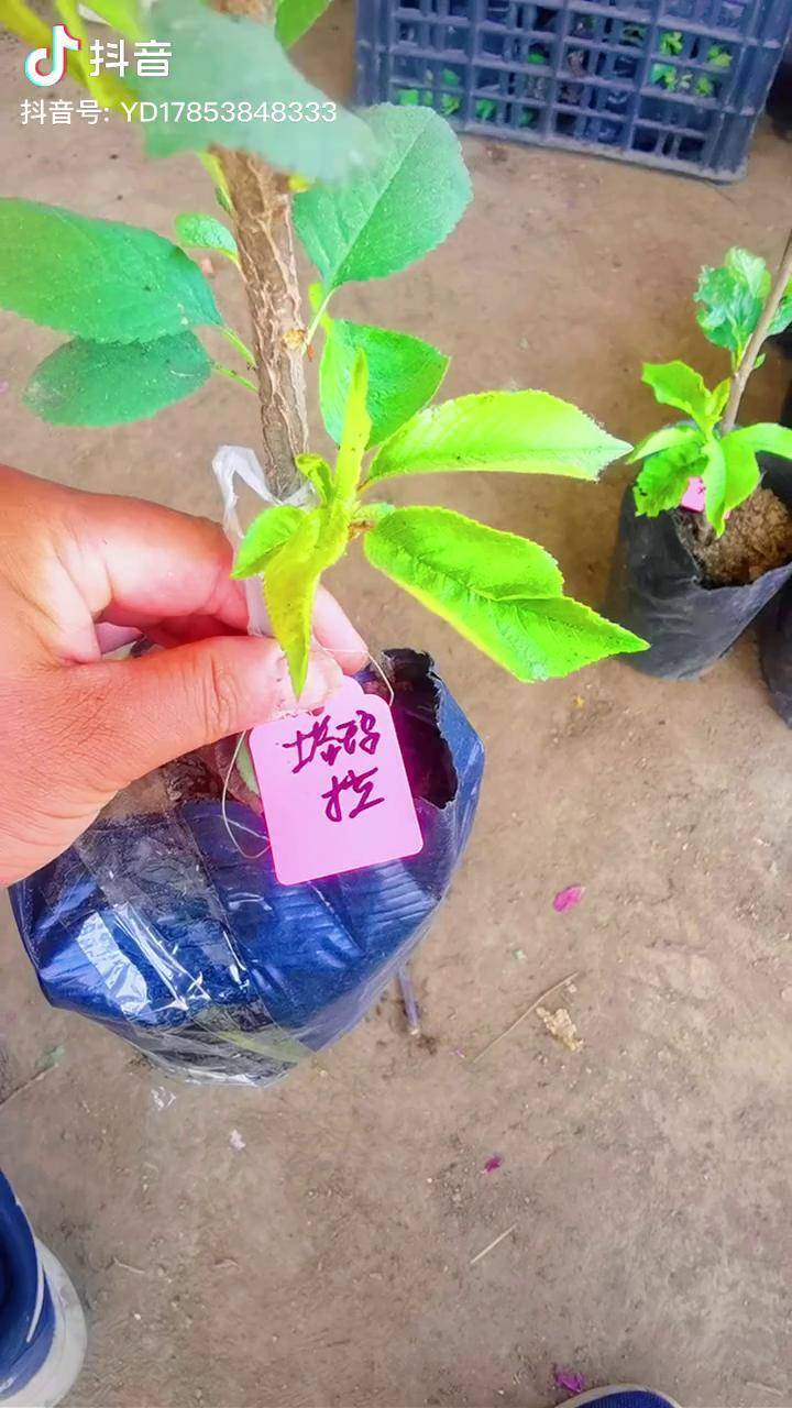 塔玛拉杯苗辉煌杯苗三农一根棍樱桃新农人计划抖音助农我的乡村生活