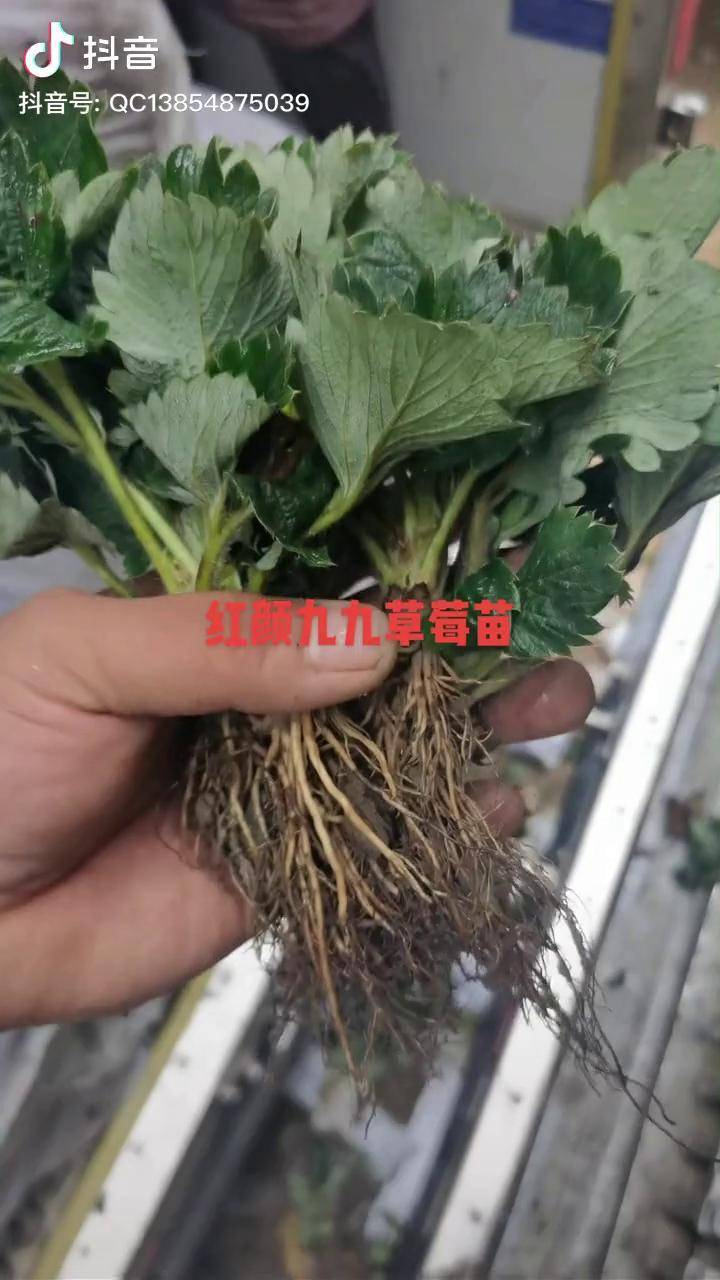 红颜九九草莓苗10万棵冷藏车发货