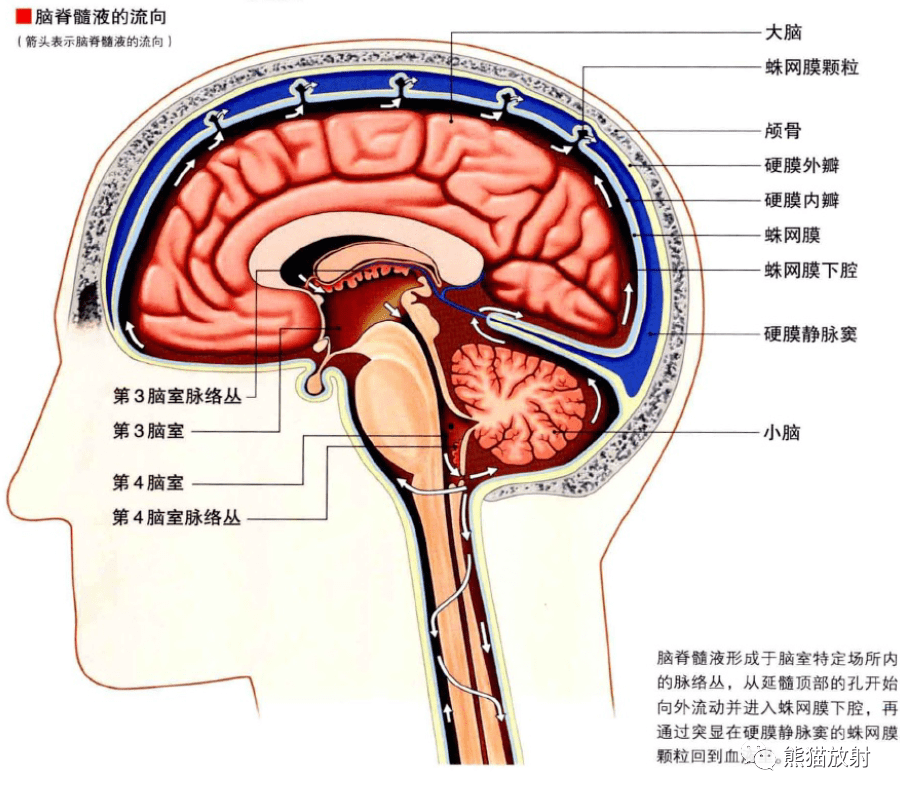脑子解剖图图片