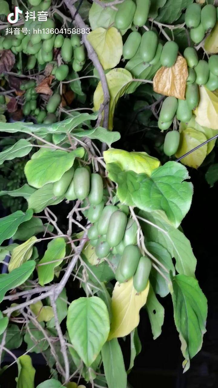 软枣不是枣是猕猴桃还是没有毛的从前野生的软枣现在人工栽植了软枣