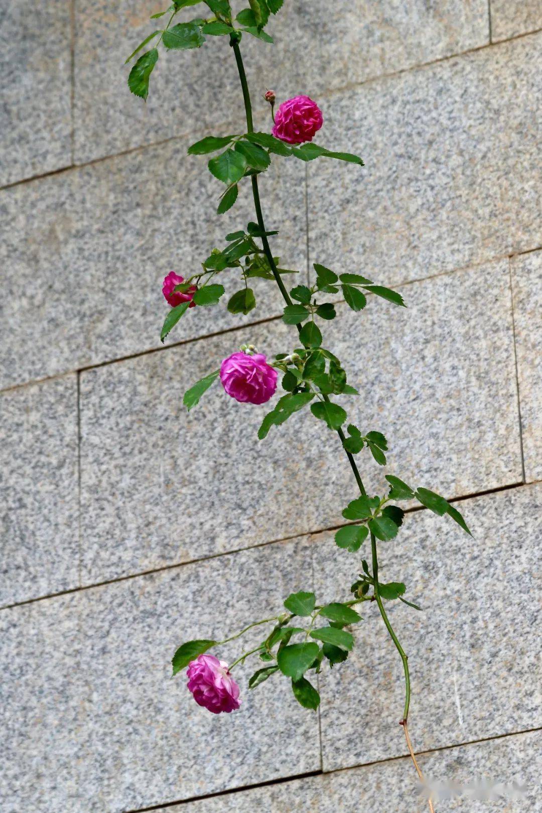 蔷薇花开得密集,又是藤蔓类的爬墙植物,所以又叫多花蔷薇,蔓性蔷薇,墙