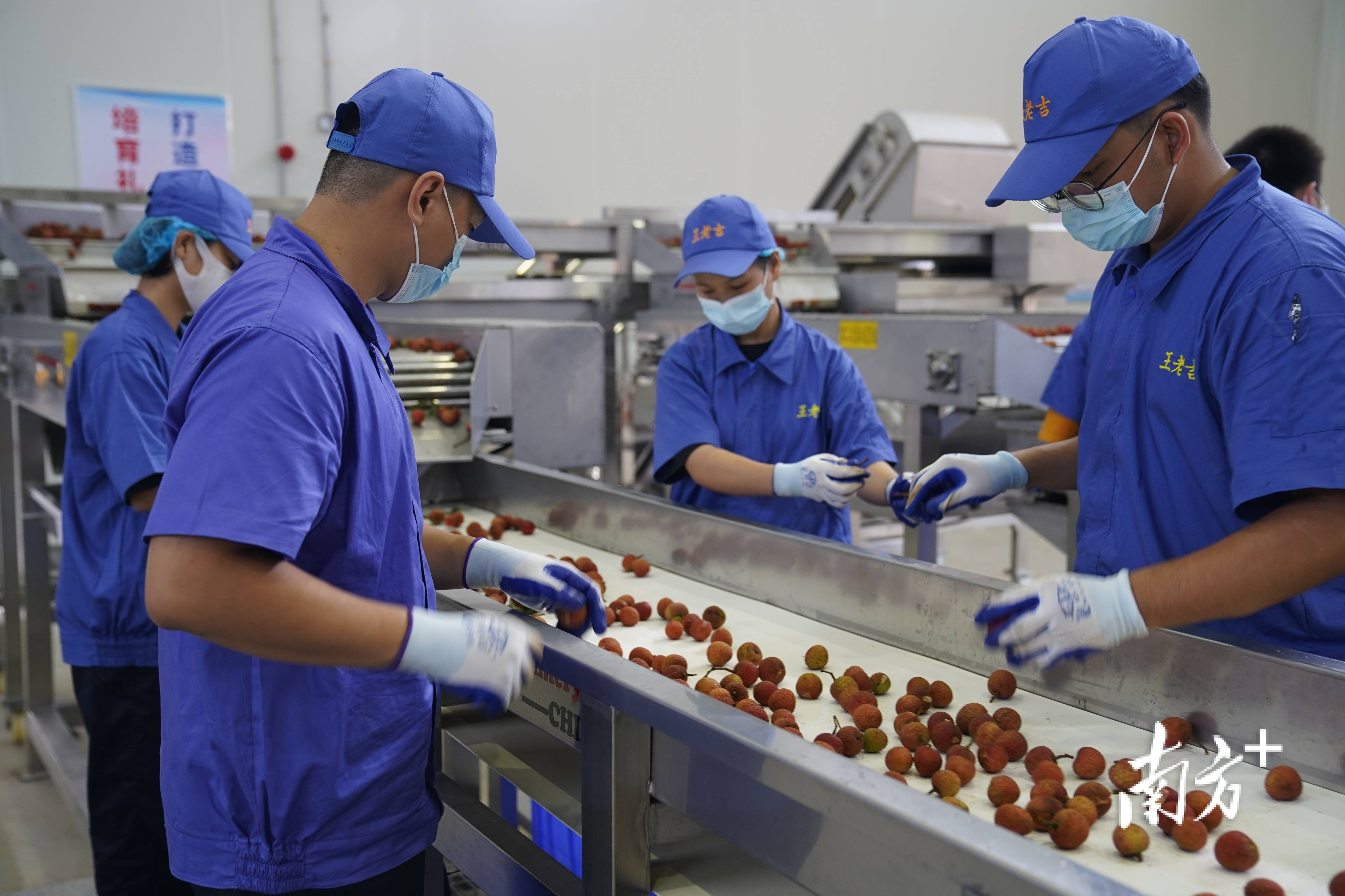 茂名这个荔枝深加工基地投产了每天可处理200吨鲜果