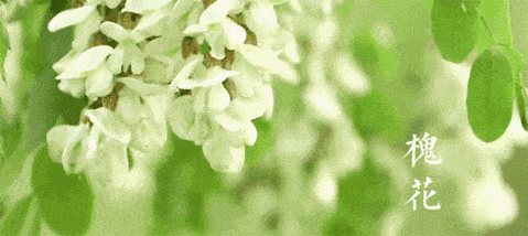 季节限定 尝一口槐花 品尝秦皇岛舌尖上的初夏 洋槐 香气 国槐