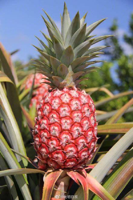 新品种冰糖红菠萝成功选育