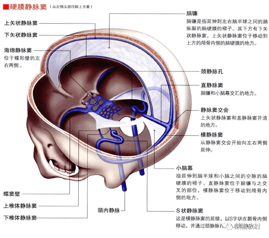 3d解剖