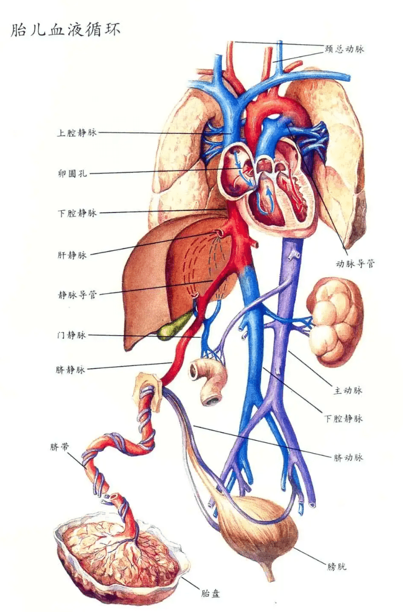 胎儿静脉导管图片