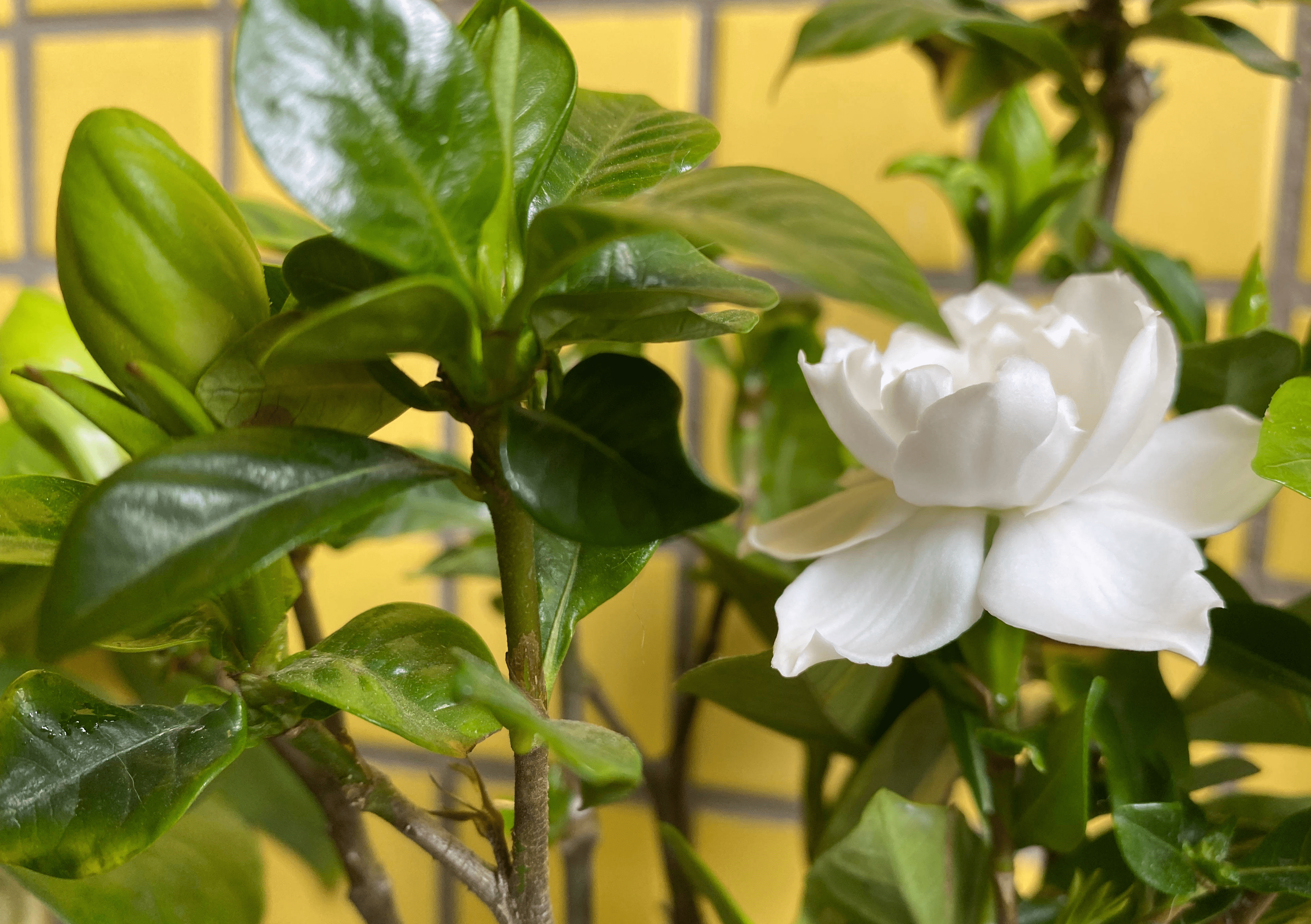 养栀子花不难