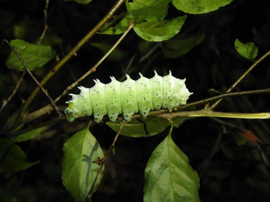 樗蚕蛾幼虫.