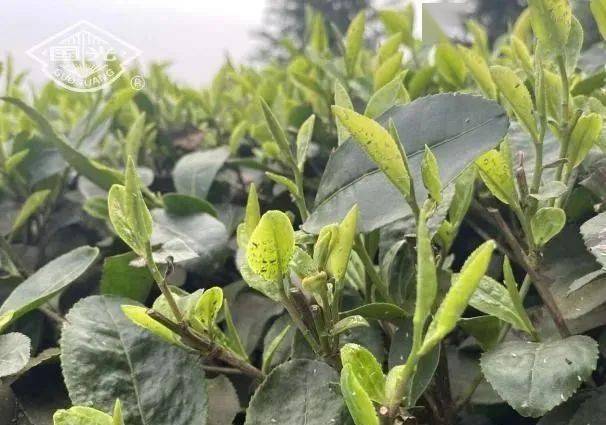 茶黑刺粉虱认识及防治方法