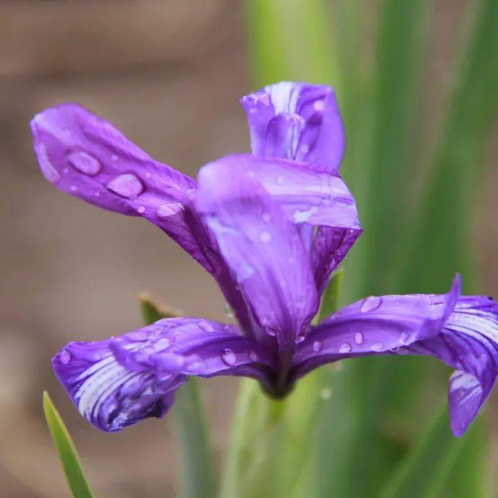 巴彦诺日公苏木马莲花节马莲别称马兰,马兰花