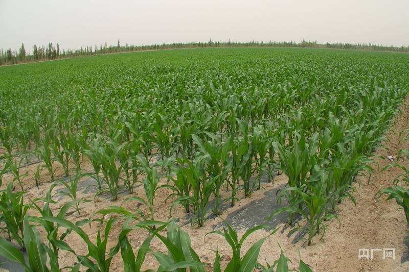 新疆绿洲灌溉农业图片