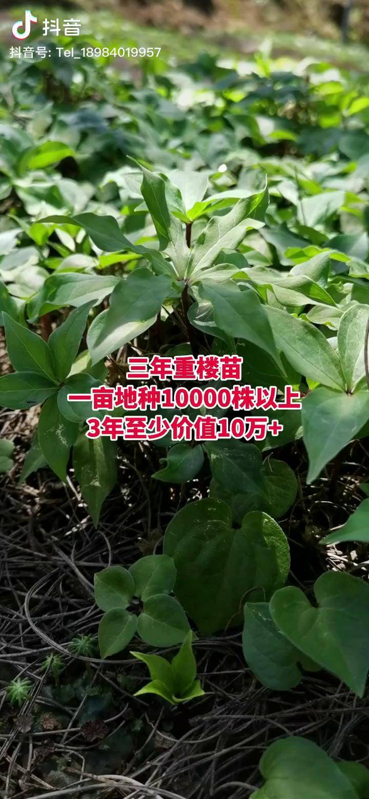 重樓種植重樓苗七葉一枝花滇重樓苗獨角蓮高價的時候勿種低價的時候