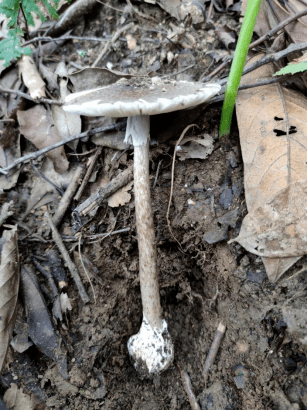 为精准防控野生菌中毒事件发生,2022年起依据中毒风险