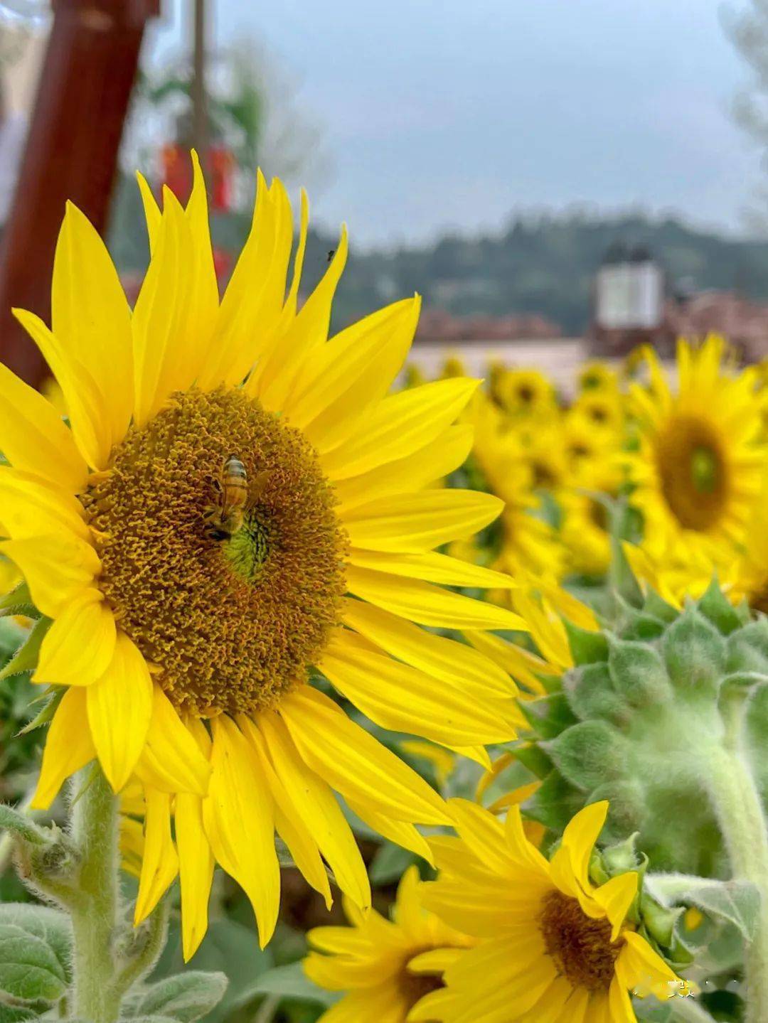 遂宁市最大向日葵花海就在安居这个地方