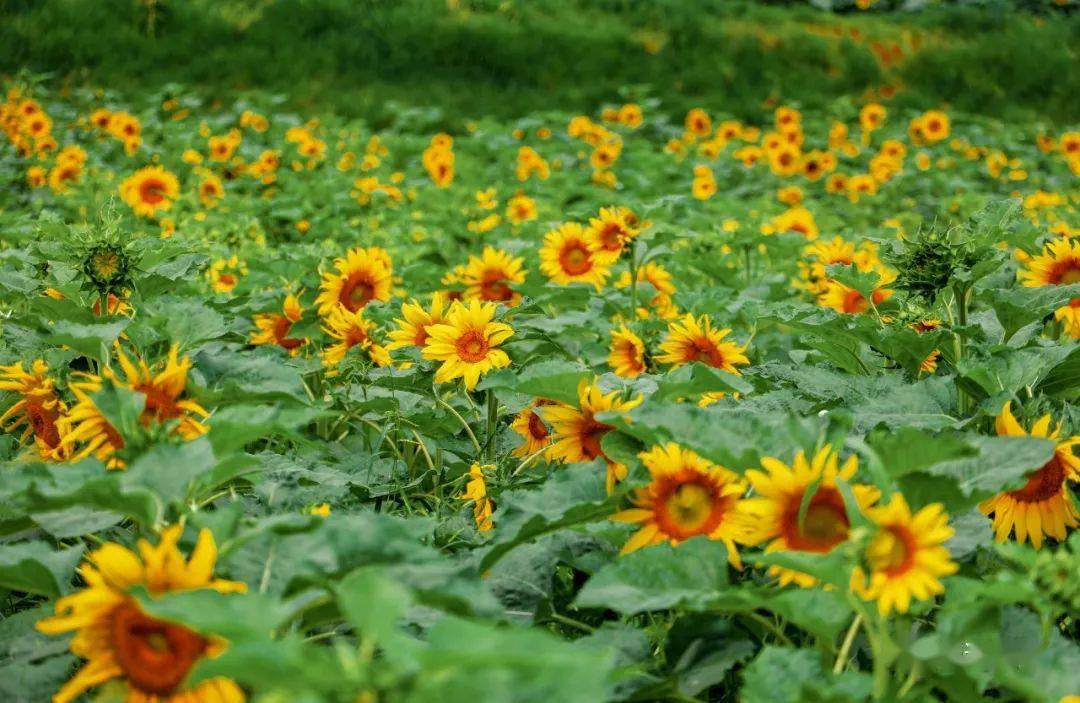 遂宁市最大向日葵花海就在安居这个地方