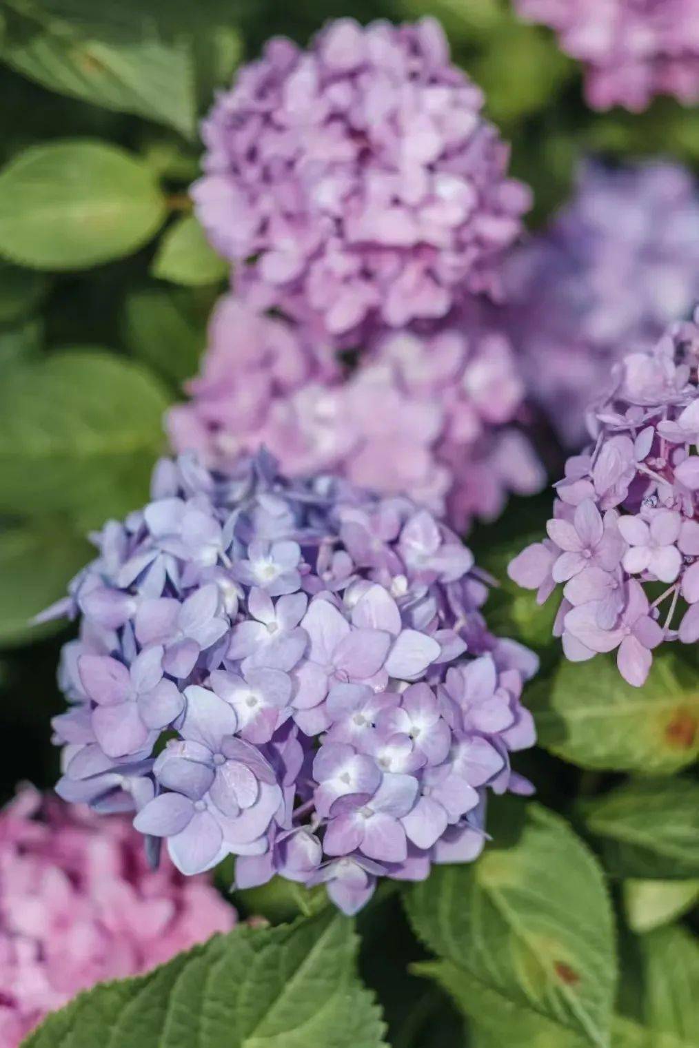 绣球盛放来成都及周边8处蓝紫色花海打卡夏日限定浪漫