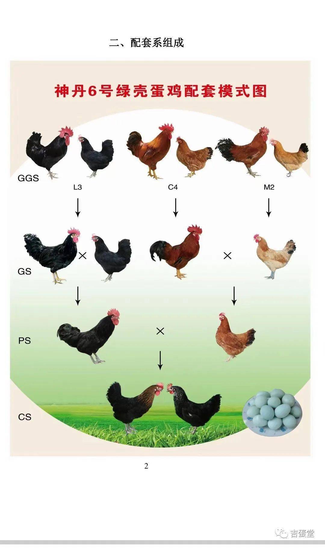 鸡的品种介绍及图片图片