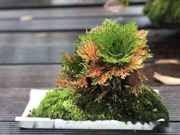 2017ada水草造景大赛参赛作品生长于野造景师的生活