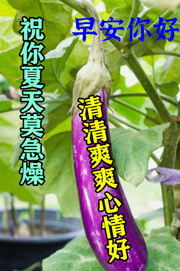 8张夏季防暑最新早安问候动态表情图片夏天多喝水天热问候图片带字