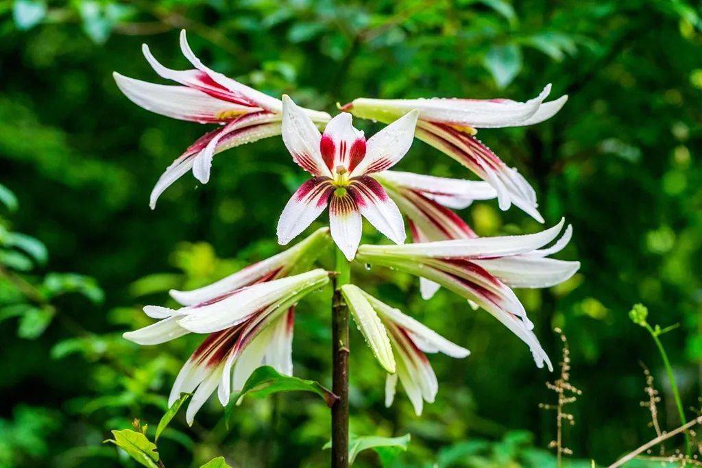 全域森林康养道真野生大叶百合花盛开