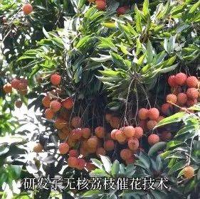 好消息!我国专家攻克无核荔枝种植难题!_专家攻克无核荔枝种植难题_藤县_高达