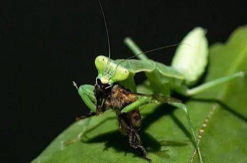 世界环境日,虫虫特工队大阅兵_昆虫_幼虫_天敌