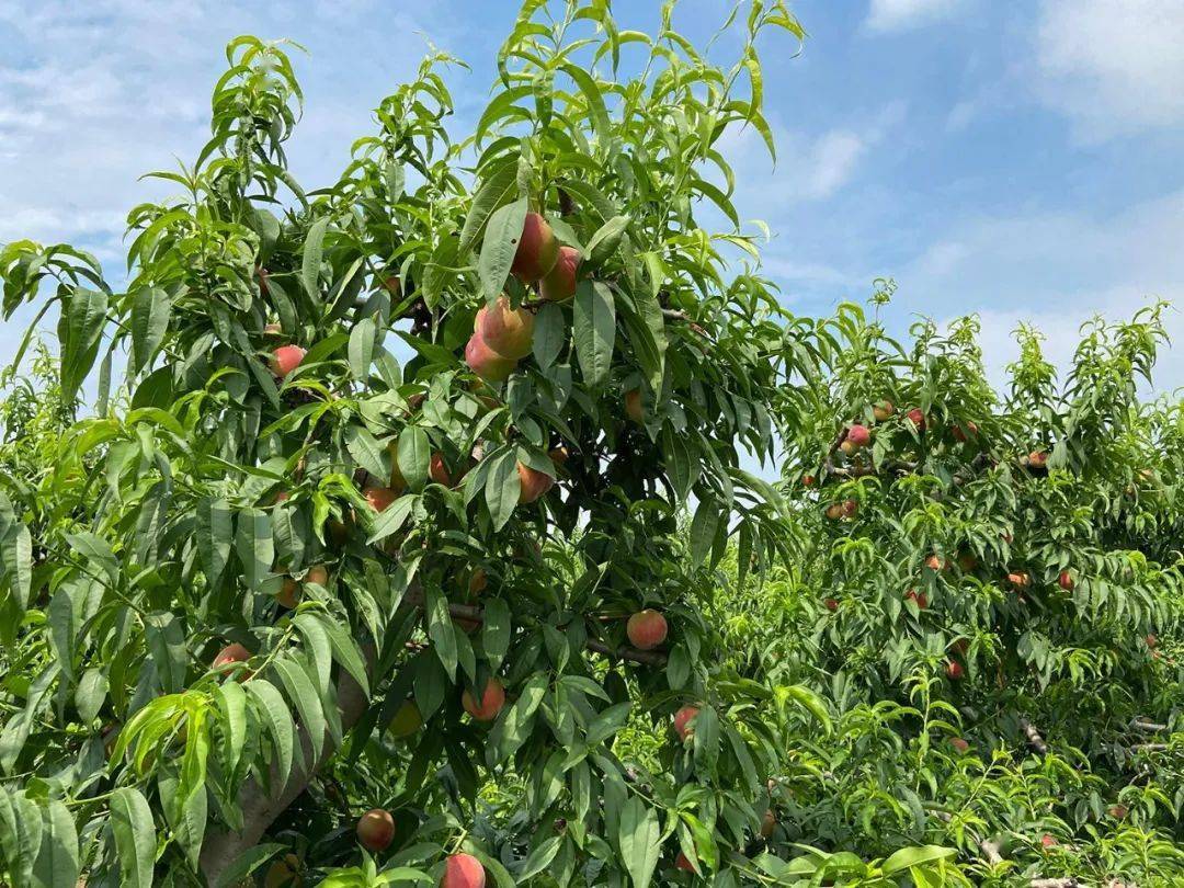 一口爆汁陕西水蜜桃成熟了桃园现摘现发259元箱包邮香甜可口现摘现发