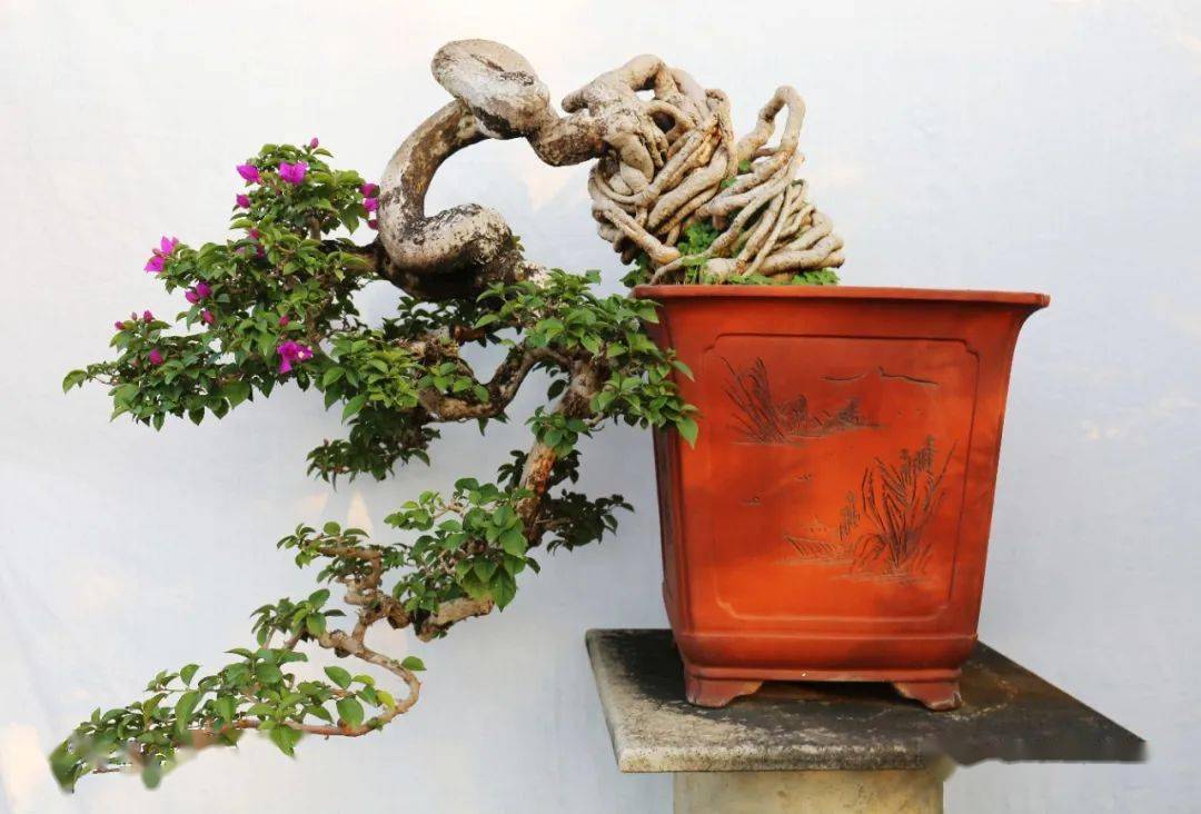 杜耀东岭南盆景创新领域的领跑者