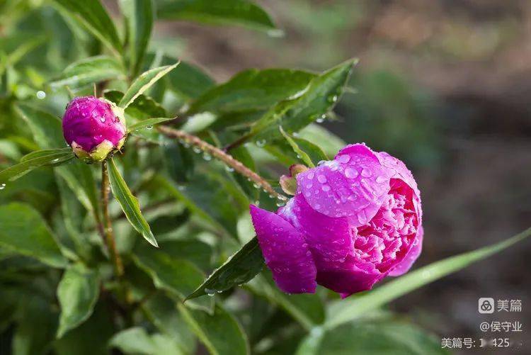 【1度】侯守業:唯有牡丹真國色 花開時節靚紫晨_芬芳_影評_甘露