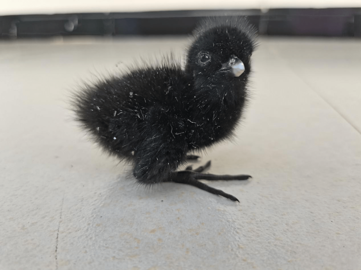 广西崇左警民携手救助野生保护动物