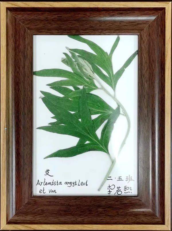 二年级的"小小科学家",用艾草制作标本.