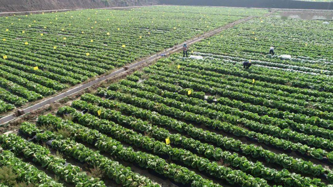 陇上菜圃的华丽蜕变