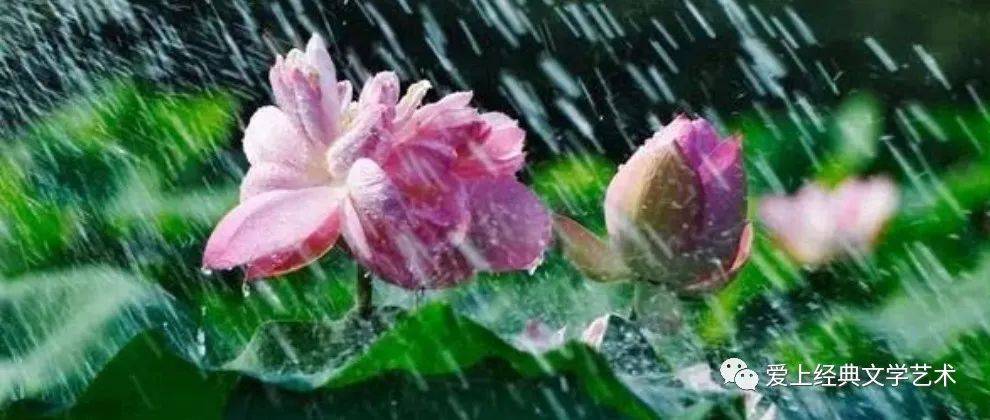 央视著名主持人 敬一丹 朗读《夏天的雨》_徐涛_温玉娟_殷之光