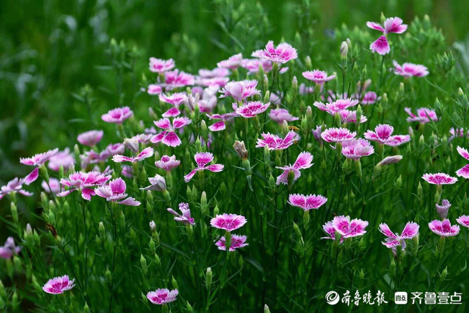 好景山东 好养眼 德州九龙湾公园石竹花娇艳多姿 扮靓这个夏日 情报员 齐鲁 天涯