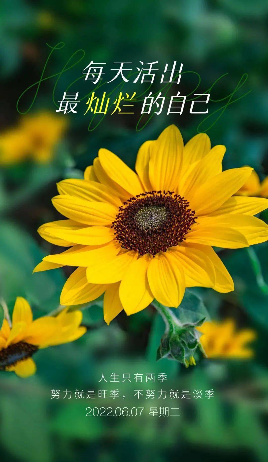 超优质的早安正能量经典人生感悟图片带字_心语_种子_才能