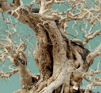 红花梨树图片图片