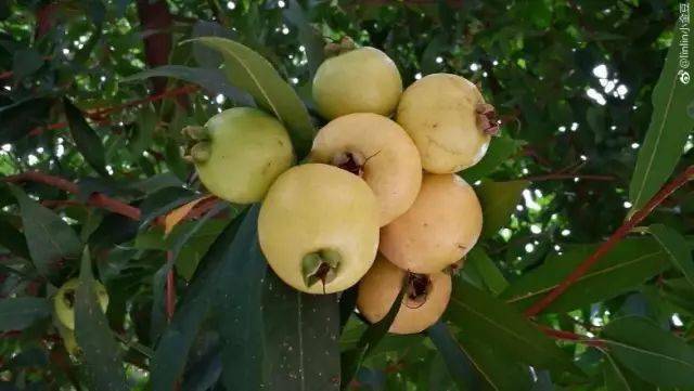 蒲桃_果实_东莞