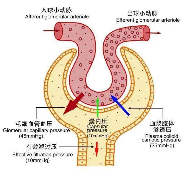 浮针人学习基础医学的体会 