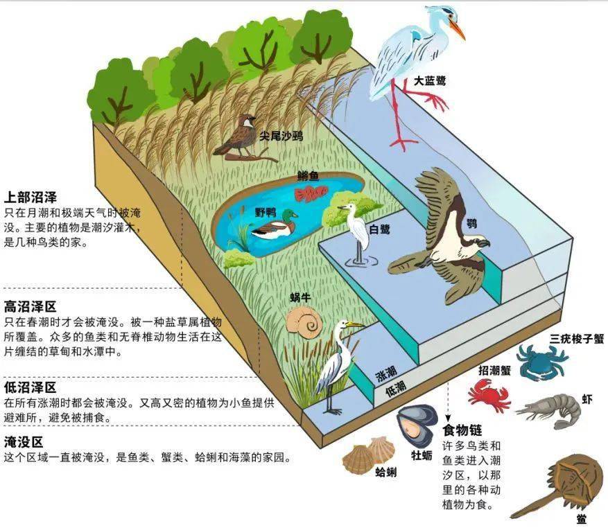 什么是海洋生态系统