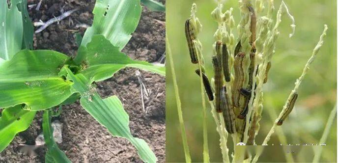 草地贪夜蛾 粘虫的监测防控提示