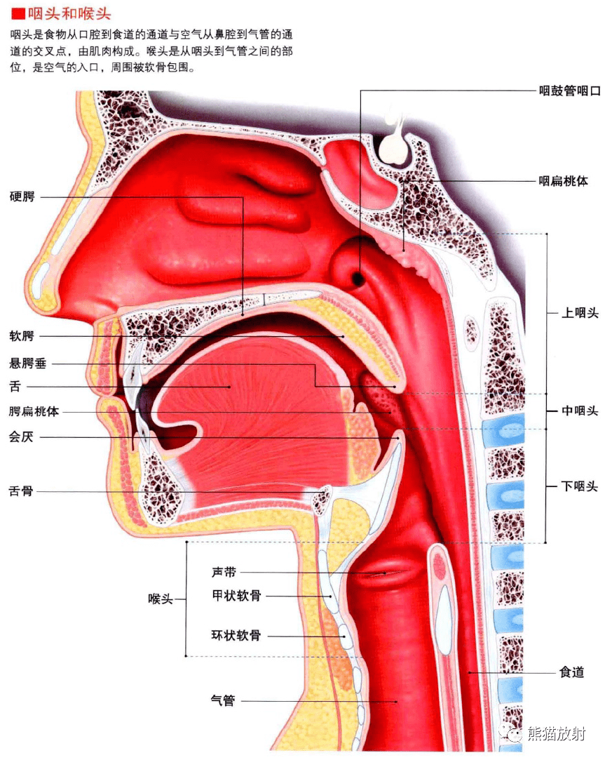 咽喉部解剖结构图图片