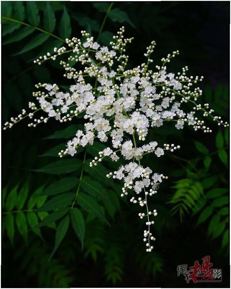 宅居拍花:珍珠梅