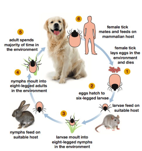 这些困扰犬猫的外寄生虫,你都了解吗?_虱子_宿主_动物