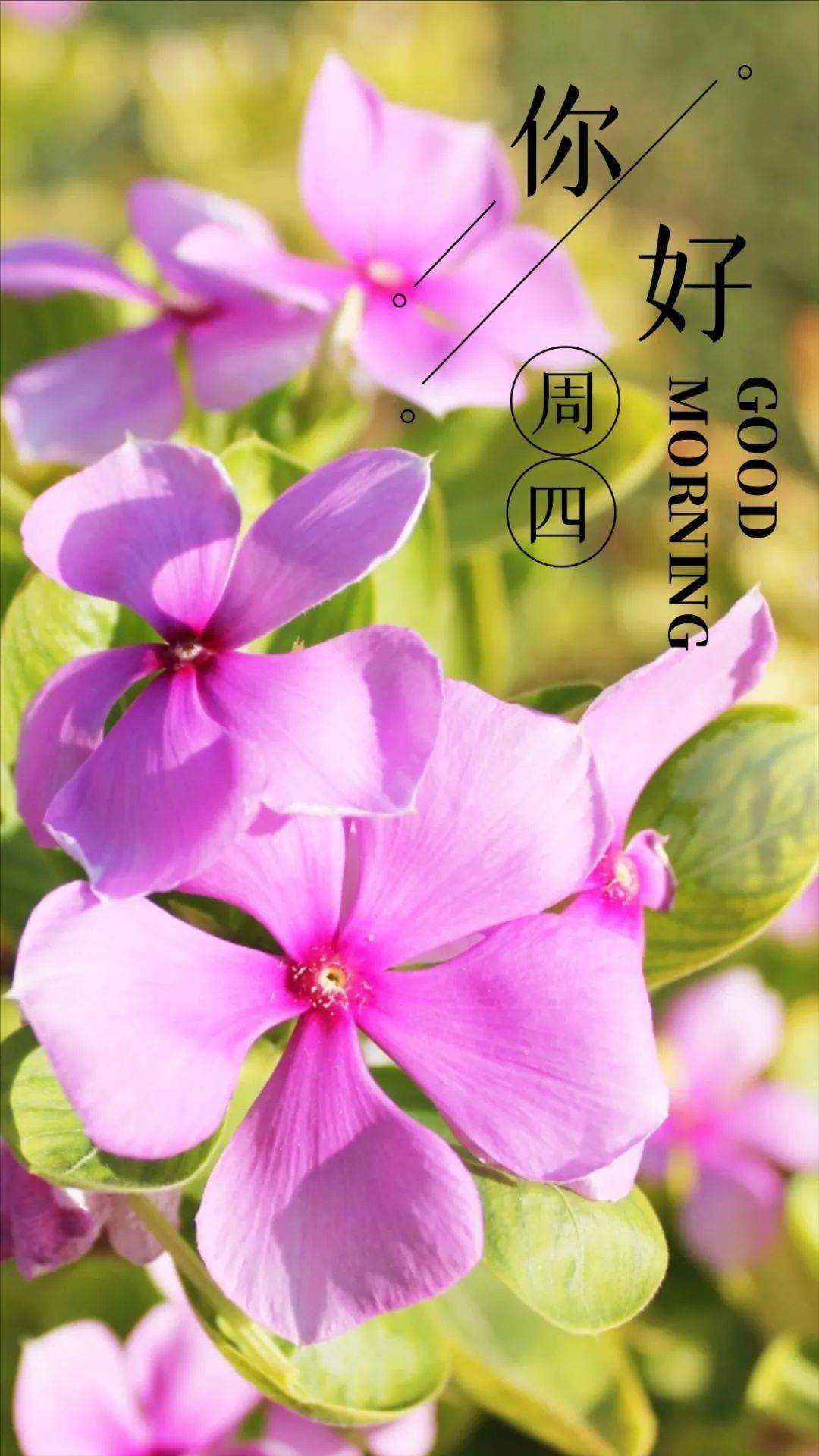 每日一签日历图片 今日6月9日 早安 心境 心情 数字 每日一签日历图片 今日6月9日 早安 心境 心情 数字