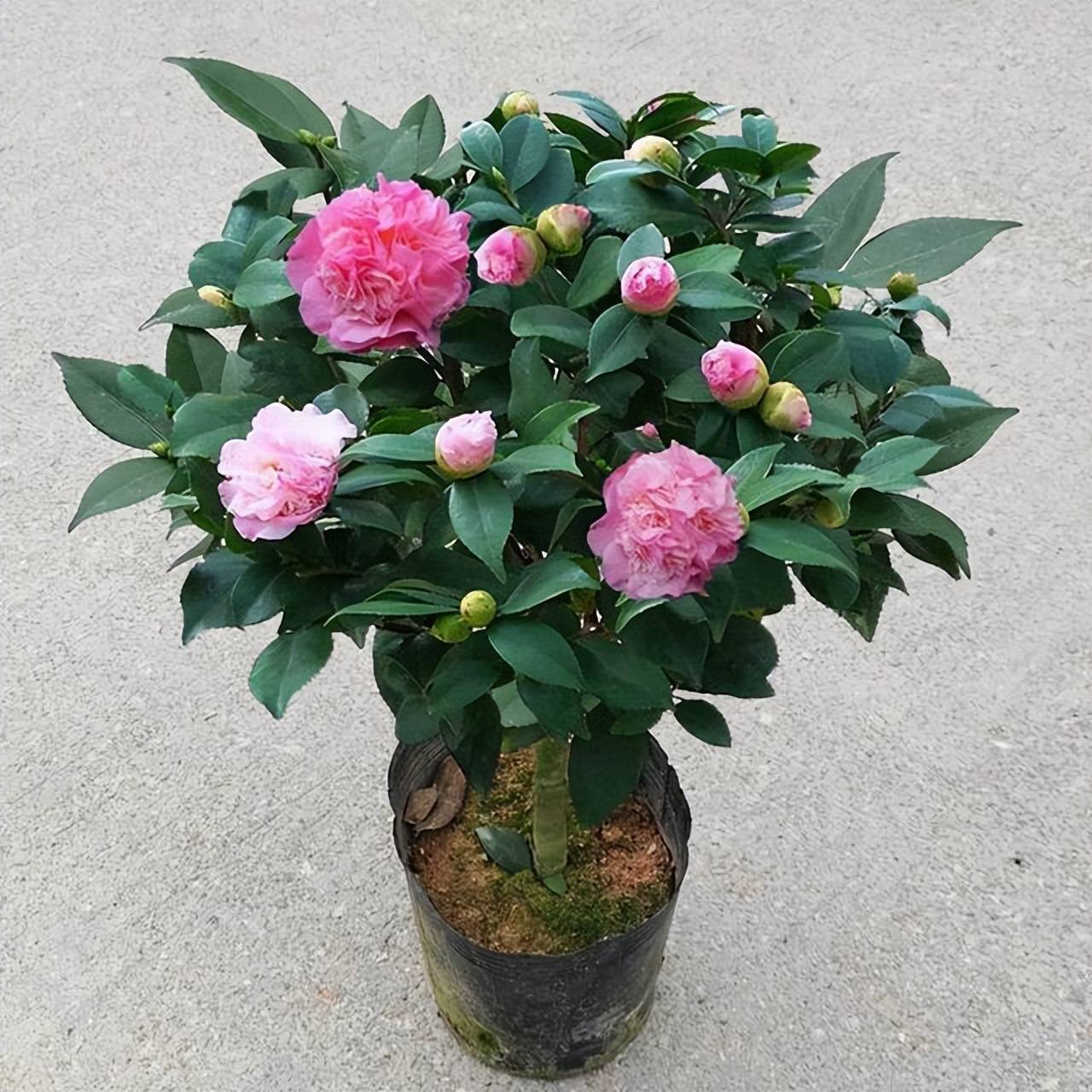 6月到8月 是茶花的花芽分化期 做好养护的同时加点它 花苞多多 进行 花卉 叶片