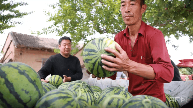 【走“晋”乡村看振兴】洗马村的西瓜熟了