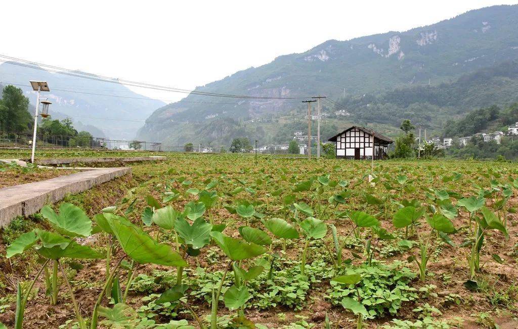 旧城镇长坝村:撂荒地开垦孕新机_道真_种植_土地