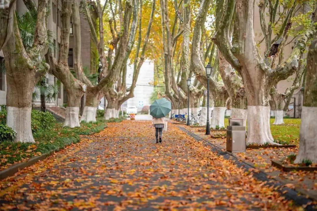 揭秘东大这群"老学长"!_梧桐_南京_校园
