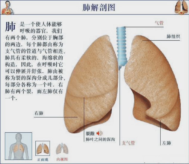 肺的位置 图解图片